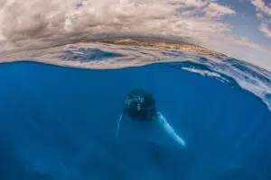 Baleine à bosse Saint-Leu La Réunion